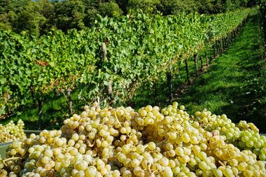 © © Weingut Kistenmacher & Hengerer