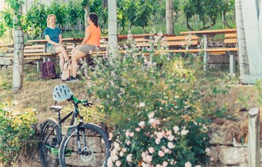 Weinpergola im Zweifelberg | Brackenheim-Neipperg | HeilbronnerLand | © Touristikgemeinschaft HeilbronnerLand
