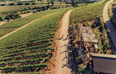 Weinpergola im Zweifelberg | Brackenheim-Neipperg | HeilbronnerLand | © Touristikgemeinschaft HeilbronnerLand