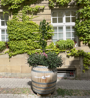 Weinreben Brackenheim | © Stadt Brackenheim | CP