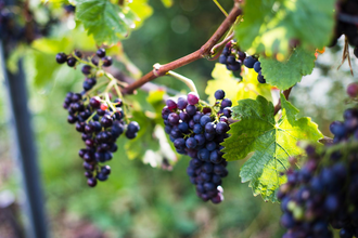 Weinstube Steinbacher