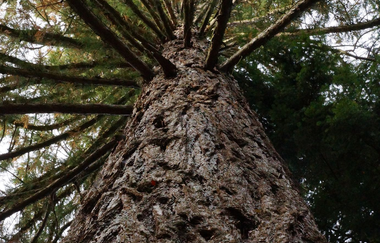 Wellingtonienplatz Wüstenrot | Mammutbäume | HeilbronnerLand | © Tourismus im Weinsberger Tal