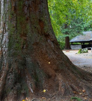 Wellingtonienplatz Wüstenrot - Grill- und Rastplatz | HeilbronnerLand | © Tourismus im Weinsberger Tal