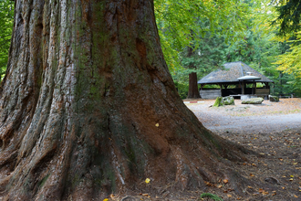 Wellingtonienplatz Wüstenrot - Grill- und Rastplatz | HeilbronnerLand | © Tourismus im Weinsberger Tal