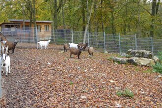 Wildgehege Hasenwald | © Stadt Buchen