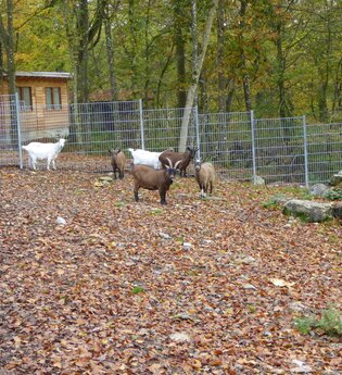 Wildgehege Hasenwald | © Stadt Buchen