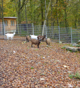 Wildgehege Hasenwald | © Stadt Buchen