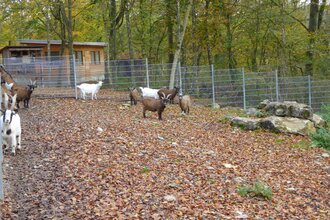 Wildgehege Hasenwald | © Stadt Buchen