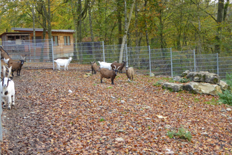 Wildgehege Hasenwald | © Stadt Buchen