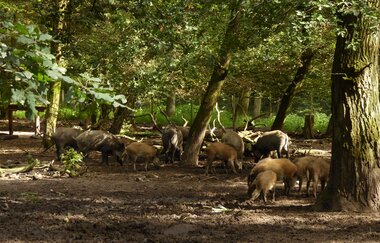 Wildgehege Oftersheim | © Landratsamt Rhein-Neckar-Kreis