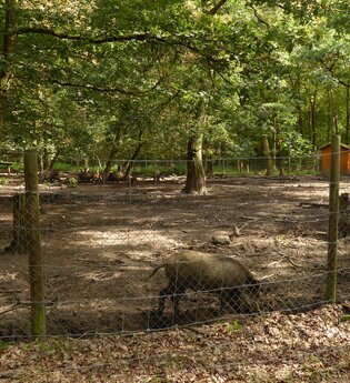 Wildgehege Oftersheim | © Landratsamt Rhein-Neckar-Kreis