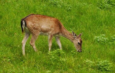 Wildgehege