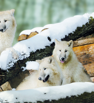 Wildparadies Tripsdrill | © Erlebnispark Tripsdrill