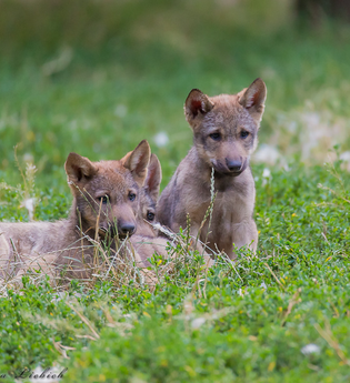 Drei kleine Wolfswelpen sitzen zusammen im Gras. | © Petra Liebich