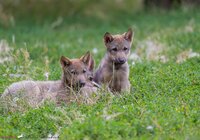 Drei kleine Wolfswelpen sitzen zusammen im Gras. | © Petra Liebich