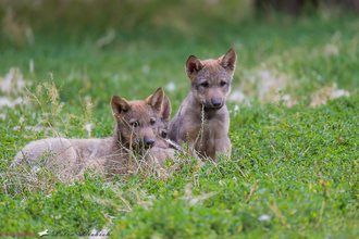 Drei kleine Wolfswelpen sitzen zusammen im Gras. | © Petra Liebich