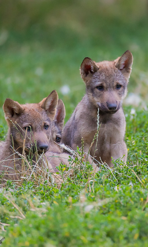 Drei kleine Wolfswelpen sitzen zusammen im Gras. | © Petra Liebich