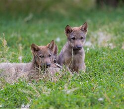 Drei kleine Wolfswelpen sitzen zusammen im Gras. | © Petra Liebich