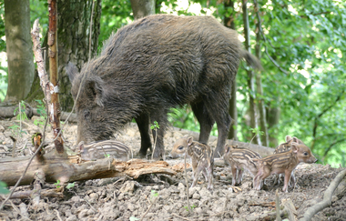 Zahlreiche Tiere warten darauf entdeckt zu werden | © Gemeinde Schwarzach