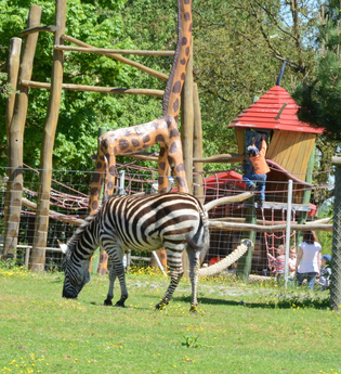 Zebra im Wildpark Schwarzach | © Touristikgemeinschaft Odenwald e.V.