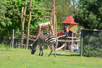 Zebra im Wildpark Schwarzach | © Touristikgemeinschaft Odenwald e.V.