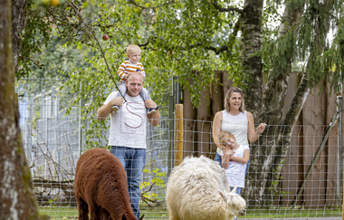 Familienausflug bei den Alpakas im Wildpark Schwarzach / Odenwald | © Touristikgemeinschaft Odenwald