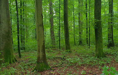 Wald im Frühling | © Katja v. Mentzingen