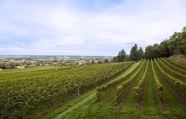 Winzer von Baden eG Wiesloch | © Winzer von Baden