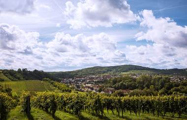 Winzer von Baden eG Wiesloch | © Winzer von Baden