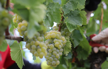 Winzergemeinschaft Franken eG | © WinzergemeinschaftFranken