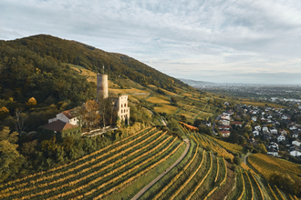 Burgruine Strahlenburg auf einem bewaldeten Hügel mit Weinbergen und Blick auf Schriesheim. | © Landratsamt Rhein-Neckar-Kreis, Stefan Leitner
