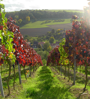 Winzerhof Oehm | © Winzerhof Oehm