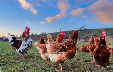 WirsindmobEil | Eberstadt | Langenbrettach | Landwirtschaftlicher Demeter Betrieb | Weinsberger Tal | © Tourismus im Weinsberger Tal e.V.