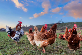 WirsindmobEil | Eberstadt | Langenbrettach | Landwirtschaftlicher Demeter Betrieb | Weinsberger Tal | © Tourismus im Weinsberger Tal e.V.