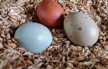 WirsindmobEil | Landwirtschaftlicher Demter Betrieb | Langenbrettach | Weinsberger Tal | © WirsindmobEil