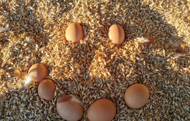 WirsindmobEil | Landwirtschaftlicher Demeter Betrieb | Langenbrettach | Weinsberger Tal | © WirsindmobEil
