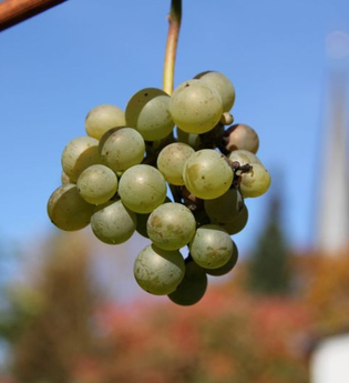 Frische Trauben aus der Region | © Unbekannt