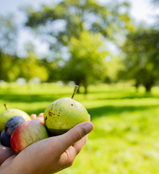 Hofläden und Direktvermarkter in Hohenlohe | © Hohenlohe + Schwäbisch Hall Tourismus e. V.