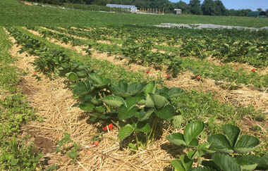 Zebuhof Gamburg | © Liebliches Taubertal