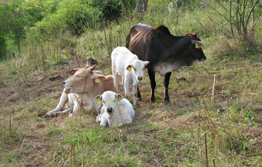 Zebuhof Gamburg | © Liebliches Taubertal