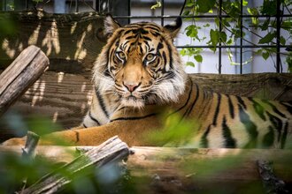Tiger im Zoo Heidelberg | © Heidelberg Marketing / Tobias Schwerdt