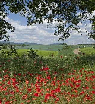 Kraichgau Landschaft im Sommer | © Landratsamt Rhein-Neckar-Kreis