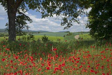 Kraichgau Landschaft im Sommer | © Landratsamt Rhein-Neckar-Kreis