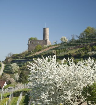 Die Badische Bergstraße