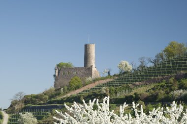 Blühender Obstbaum mit Blick auf die Strahlenburg