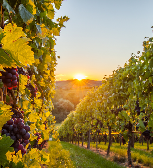 Weinregion Neckar-Zaber | WeinWandern | HeilbronnerLand | © Neckar-Zaber-Tourismus