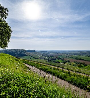 Weiter Blick in sommerliche Naturlandschaft mit grünen Wiesen, Bäumen und Weinberge. Strahlend blauer Himmel. | © Kraichgau-Stromberg Tourismus e.V., Foto: Geronimo Schmidt