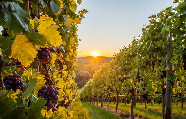 Blick durch die Weinberge in Richtung Sonnenuntergang am Horizont. Die Natur und Weinberge werden von der untergehenden Sonne in gelben Licht angestrahlt. Im Vordergrund sind Weinberge und lilafarbene Weintrauben zu sehen. | © Neckar-Zaber-Tourismus e.V., Foto: Carsten Götze
