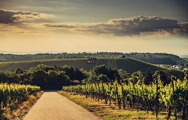 Weinlandschaft am Stockberg | Brackenheim | Zabergäu | HeilbronnerLand