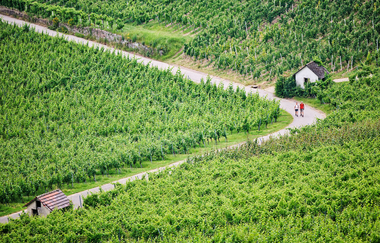 Wanderer in den Weinbergen Hohenlohes | © Hohenlohe Künzelsau